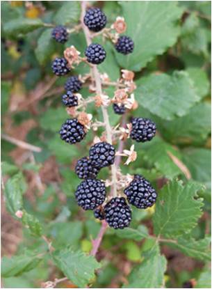 moras